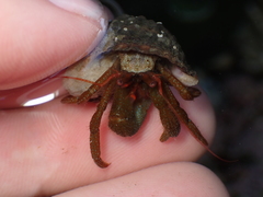 Pagurus granosimanus