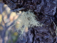 Usnea