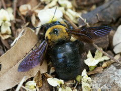 Xylocopa appendiculata circumvolans