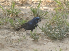 Cyanoloxia brissonii