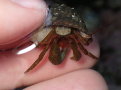 Pagurus granosimanus