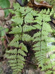 Cheilanthes chusana