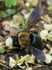Xylocopa appendiculata circumvolans