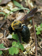 Xylocopa appendiculata circumvolans