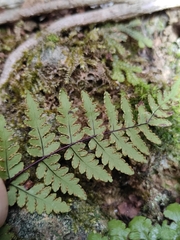 Cheilanthes chusana
