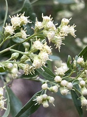 Baccharis halimifolia