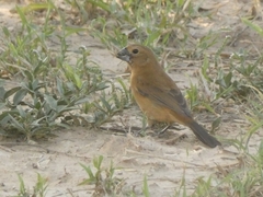 Cyanoloxia brissonii