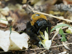 Xylocopa appendiculata circumvolans