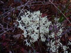 Cladonia uncialis
