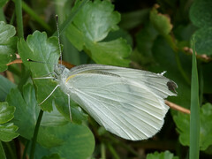 Pieris rapae crucivora
