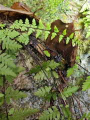 Cheilanthes chusana