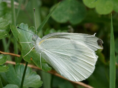 Pieris rapae crucivora