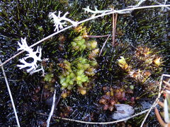 Campylopus atrovirens