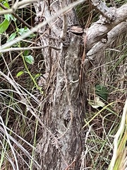 Baccharis halimifolia