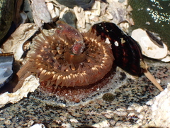 Actiniidae