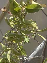 Bignonia capreolata