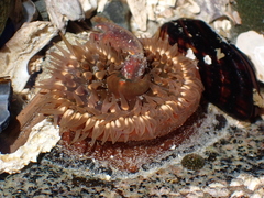 Actiniidae