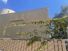 Bignonia capreolata