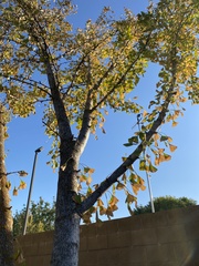 Ginkgo