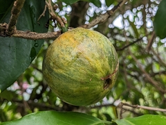 Posoqueria latifolia