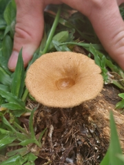 Lentinus arcularius