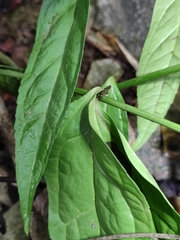 Veronicastrum axillare