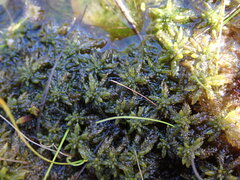 Sphagnum
