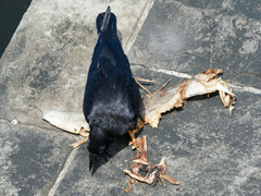 Corvus macrorhynchos