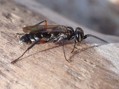 Liris subtessellatus