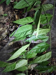 Veronicastrum axillare