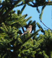 Poecile hudsonicus