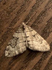 Xanthorhoe defensaria