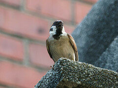 Passer montanus