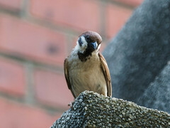 Passer montanus