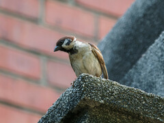 Passer montanus