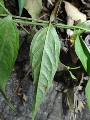 Veronicastrum axillare