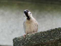 Passer montanus