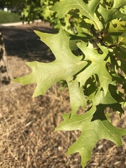 Quercus ellipsoidalis