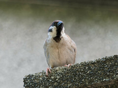 Passer montanus