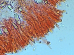 Laxitextum bicolor