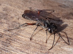 Liris subtessellatus