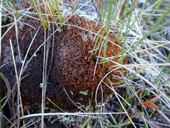 Odontoschisma denudatum