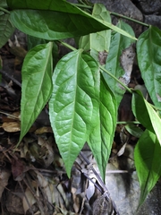 Veronicastrum axillare