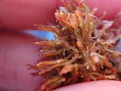 Odontoschisma denudatum