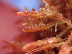 Odontoschisma denudatum