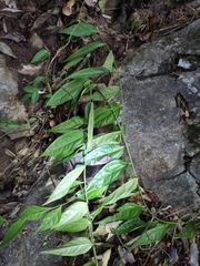 Veronicastrum axillare