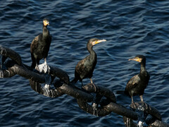 Phalacrocoracidae