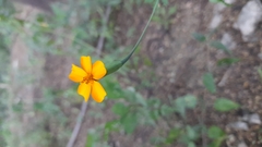 Tagetes lunulata
