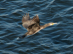Phalacrocoracidae