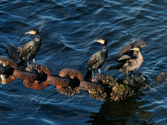 Phalacrocoracidae
